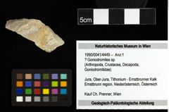Foto (Objekt + Etiketten) von ? Goniodromites sp. 